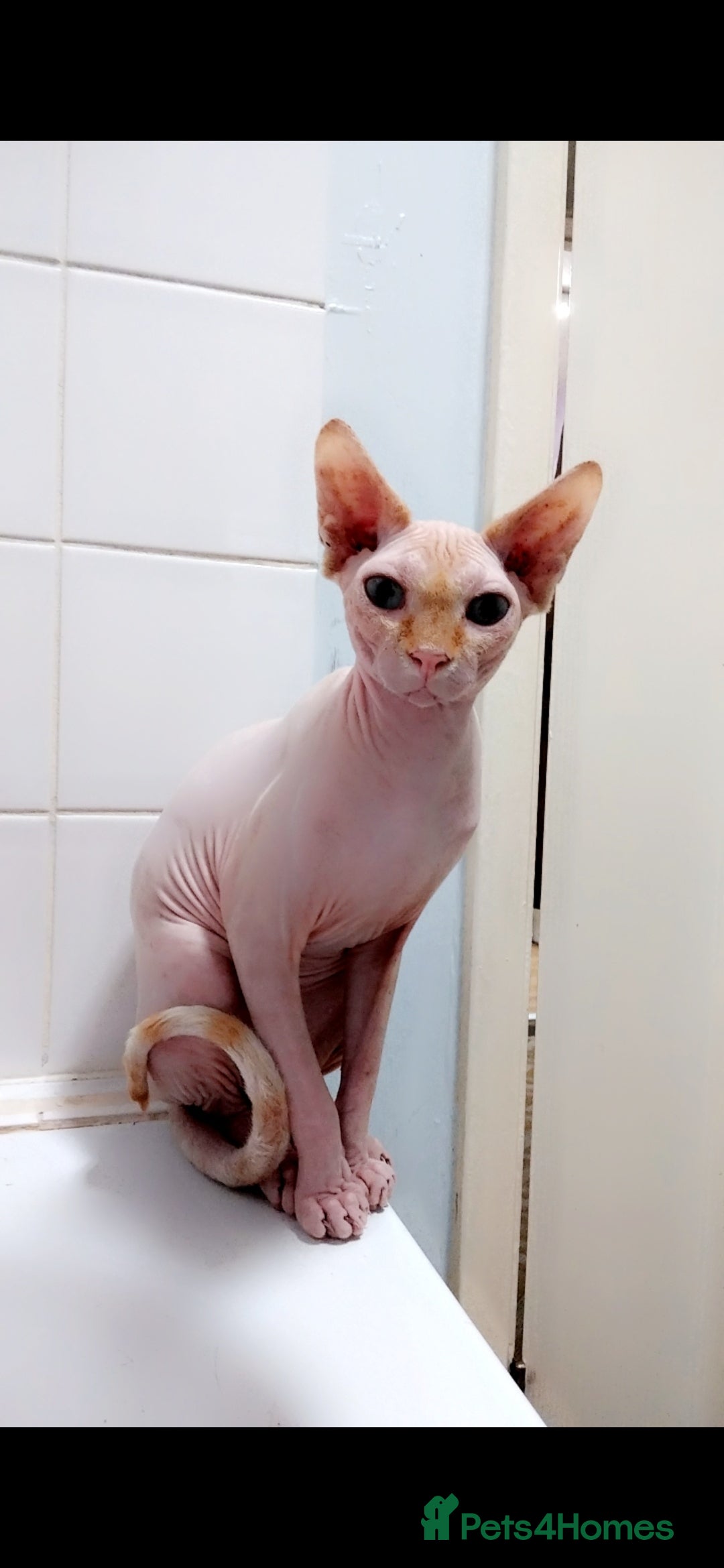 Sphynx cats for sale: 2 year old male sphynx - Image 3