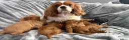Cavapoo dogs for sale: EXTENSIVELY HEALTH TESTED F1?CAVAPOO BABIES  - Advert 20