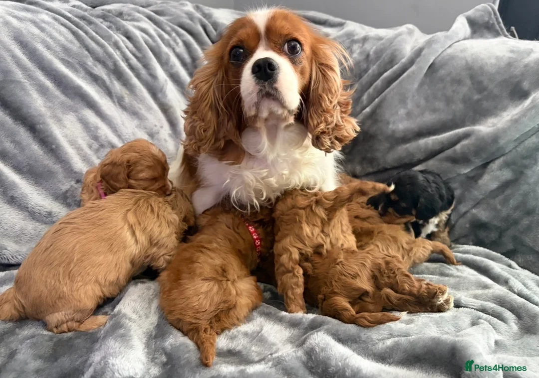 Cavapoo dogs for sale: EXTENSIVELY HEALTH TESTED F1?CAVAPOO BABIES  - Advert 20