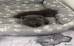 British Shorthair cats for sale: Post to gain interest - Image 1