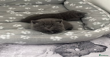 British Shorthair cats - Advert 6