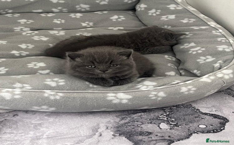 British Shorthair cats - Advert 3