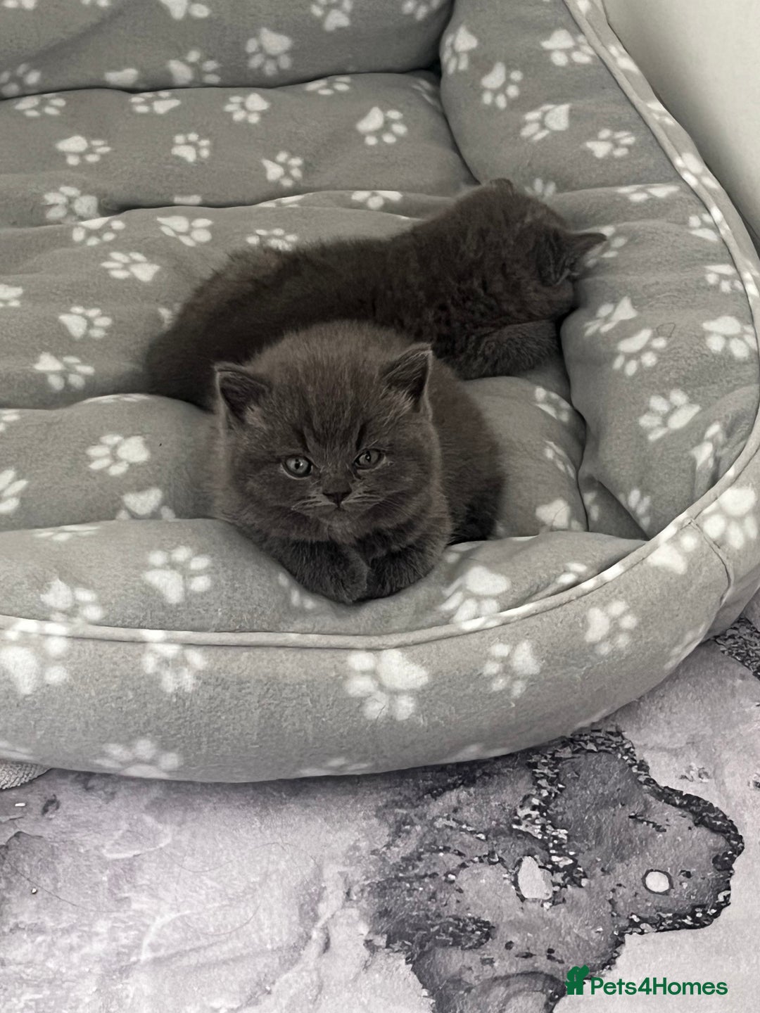 British Shorthair cats for sale: Post to gain interest - Image 1