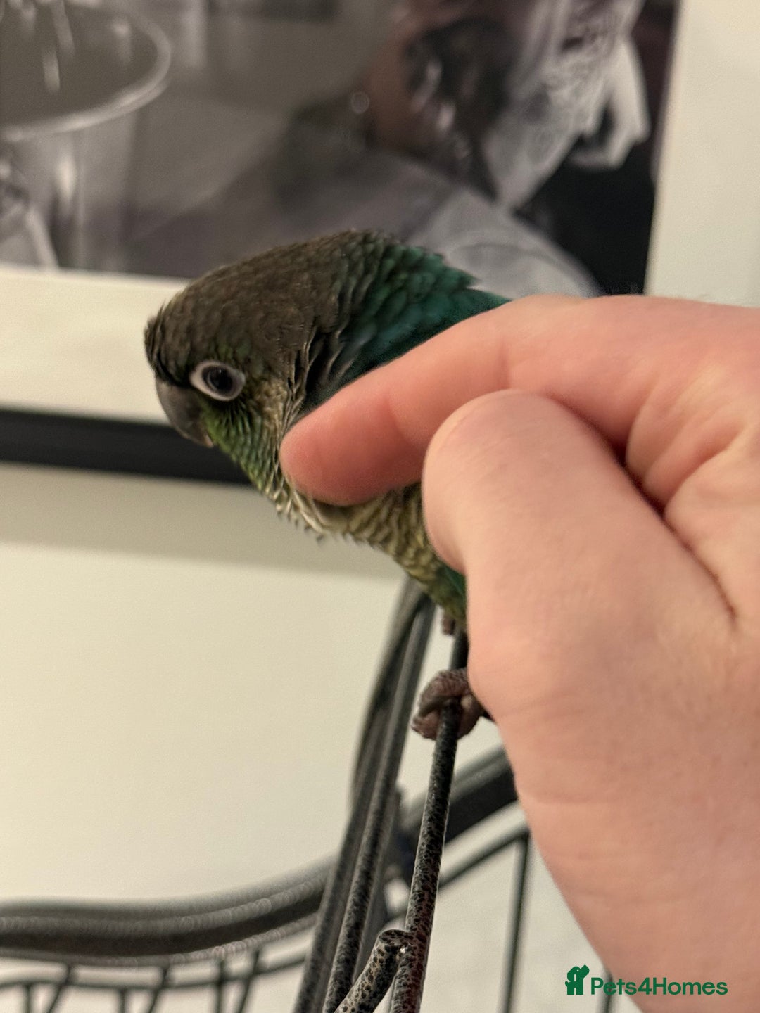 Conures birds for sale: Green cheeked conure - Advert 4