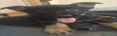 German Shepherd Puppy 1
