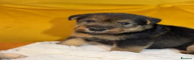 Welsh Terrier 1