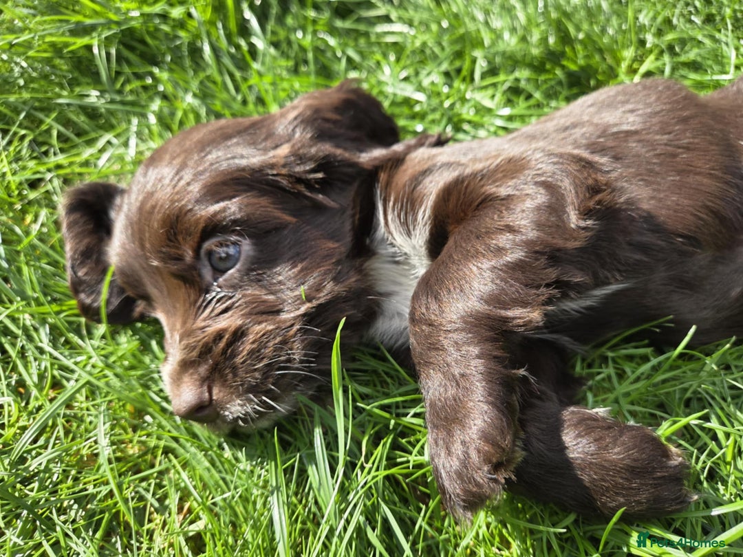 Cocker Spaniel dogs for sale: Show cocker spaniels  - Image 9