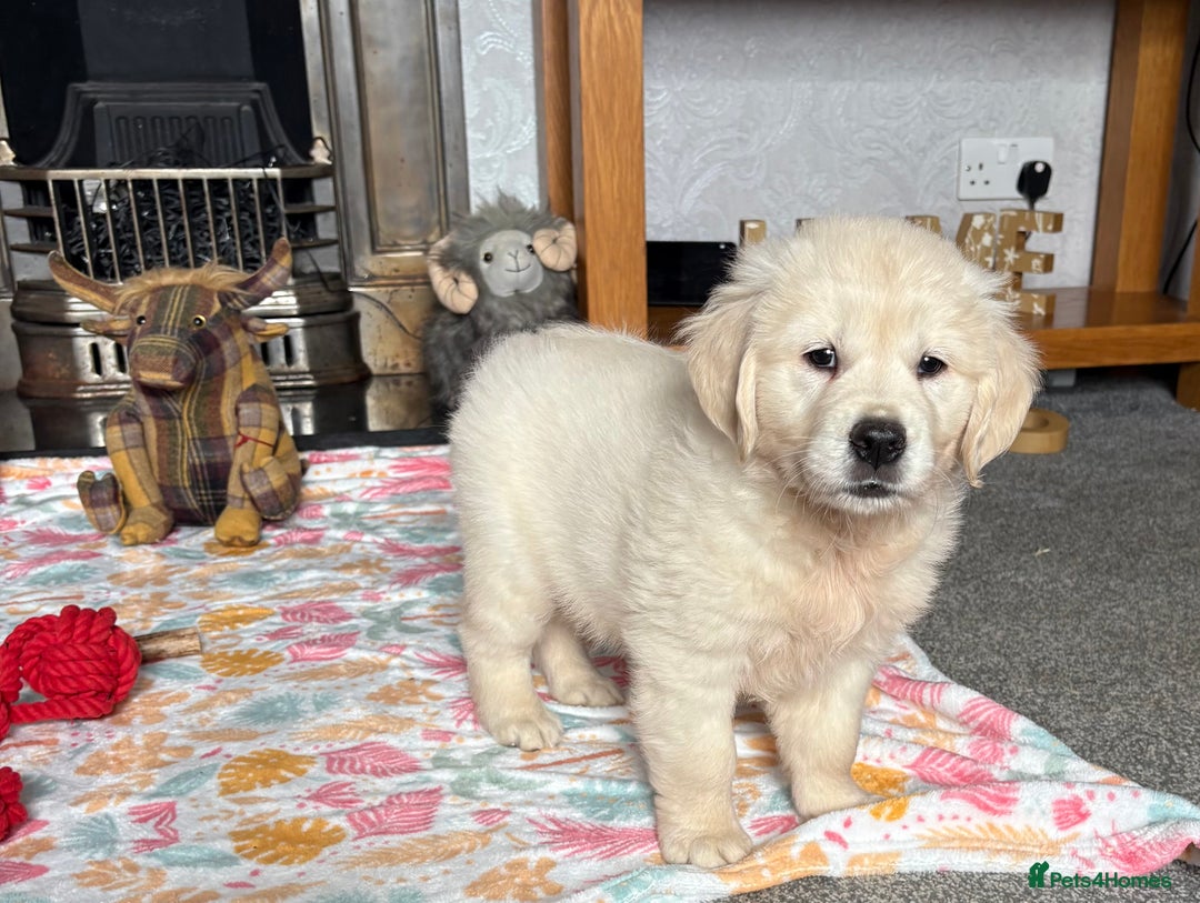 Golden Retriever dogs for sale: Golden retriever puppies  - Image 3
