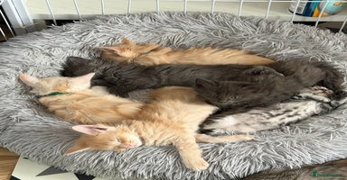 Maine Coon cats - Advert 2