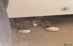Domestic Shorthair cats for sale: Tabby cat looking forever home - Image 4
