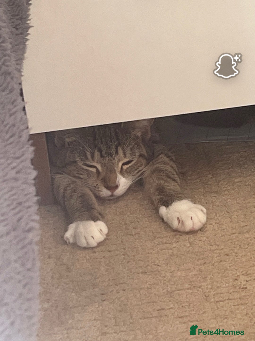 Domestic Shorthair cats for sale: Tabby cat looking forever home - Image 4