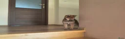 Japanese Shiba Inu dogs for sale: Pure Breed Japanese Shiba Inu Puppies  in Goole - Advert 13
