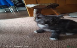 Mixed Breed cats for sale: Little kittens - Image 5