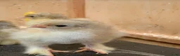 Chickens poultry for sale: Isabella Brahma chicks - Advert 3