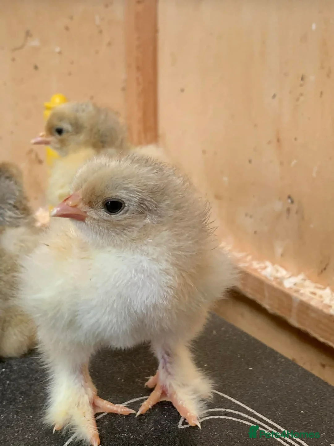 Chickens poultry for sale: Isabella Brahma chicks - Advert 3