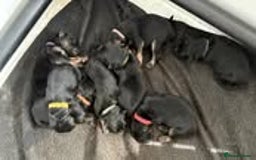 German Shepherd dogs for sale: hip scored DM Clear and DNA tested parents - Image 10