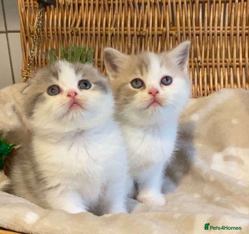 Scottish Fold cats 🧸😻CHAMPION LINE TICA ACTIVE SCOTTISH/BSH😻🧸 - Advert 5