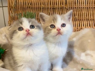 Scottish Fold cats 🧸😻CHAMPION LINE TICA ACTIVE SCOTTISH/BSH😻🧸 - Advert 5