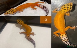 Leopard Gecko reptiles for sale: Female Leopard Gecko  - Image 5