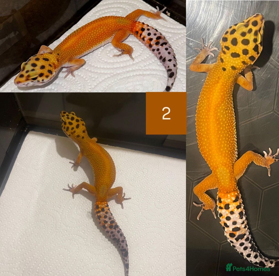 Leopard Gecko reptiles for sale: Female Leopard Gecko  - Image 5