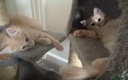 Persian cats for sale: Mink coloured Persian Mixed boys - Image 5