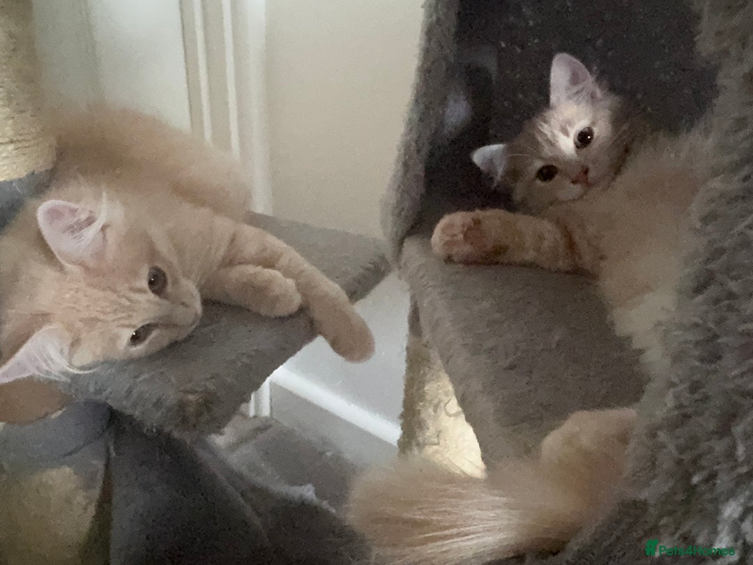 Persian cats for sale: Mink coloured Persian Mixed boys - Image 5