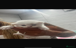 Ragdoll cats for sale: REDUCED £250 last flame point boy - Image 8