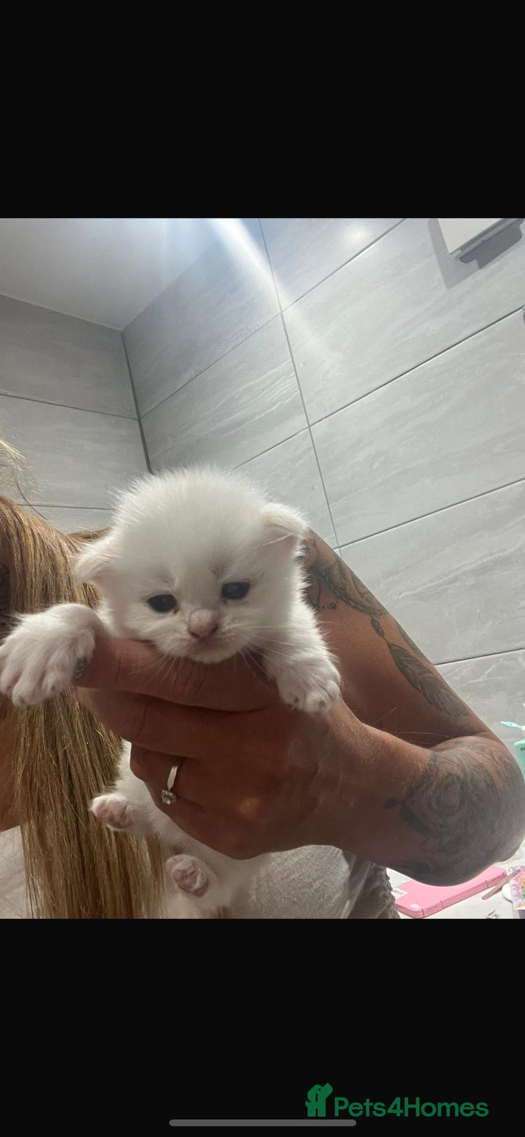 Ragdoll cats for sale: REDUCED £250 last flame point boy - Image 8