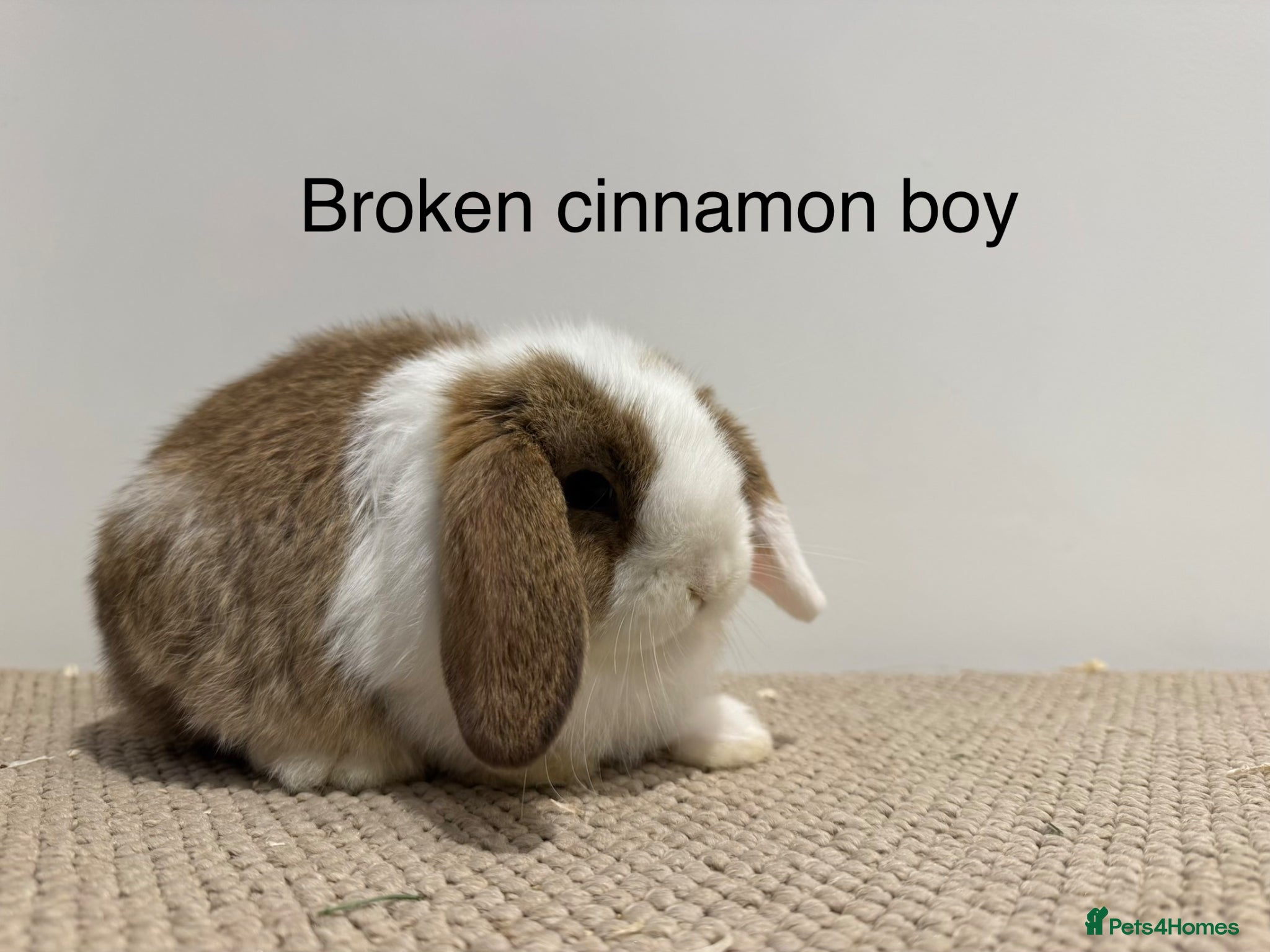 Mini Lop rabbits 🐰3 mini lops nearly ready to go 🐰 - Advert 1