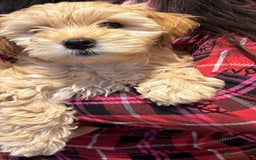 Maltipoo dogs for sale: Maltipoo puppy - 14 wks  - Image 7