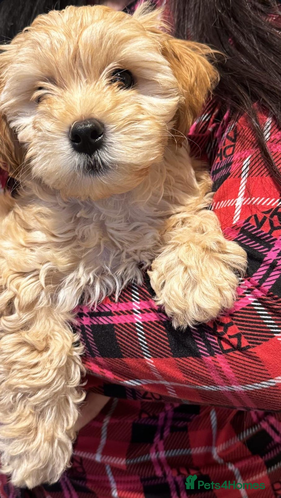 Maltipoo dogs for sale: Maltipoo puppy - 14 wks  - Image 7