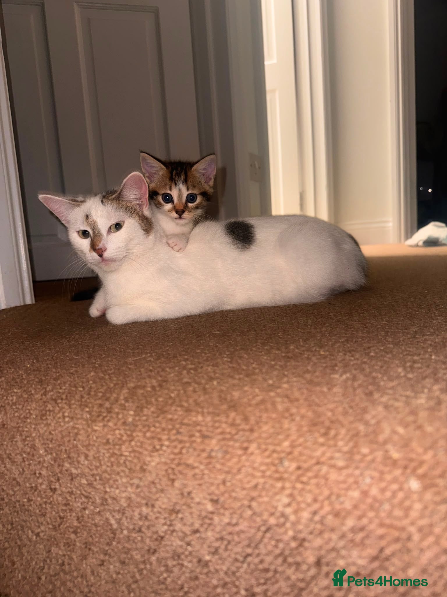 Domestic Shorthair cats 3 Tabby kittens for sale (1 Male,2 Female) - Advert 10