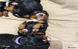 Cocker Spaniel dogs for sale: Male Working Cocker Spaniel Puppies for sale - Image 14