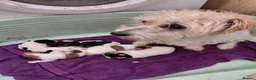 Jack Russell dogs for sale: Jack Russell puppies, full pedigree  - Advert 2