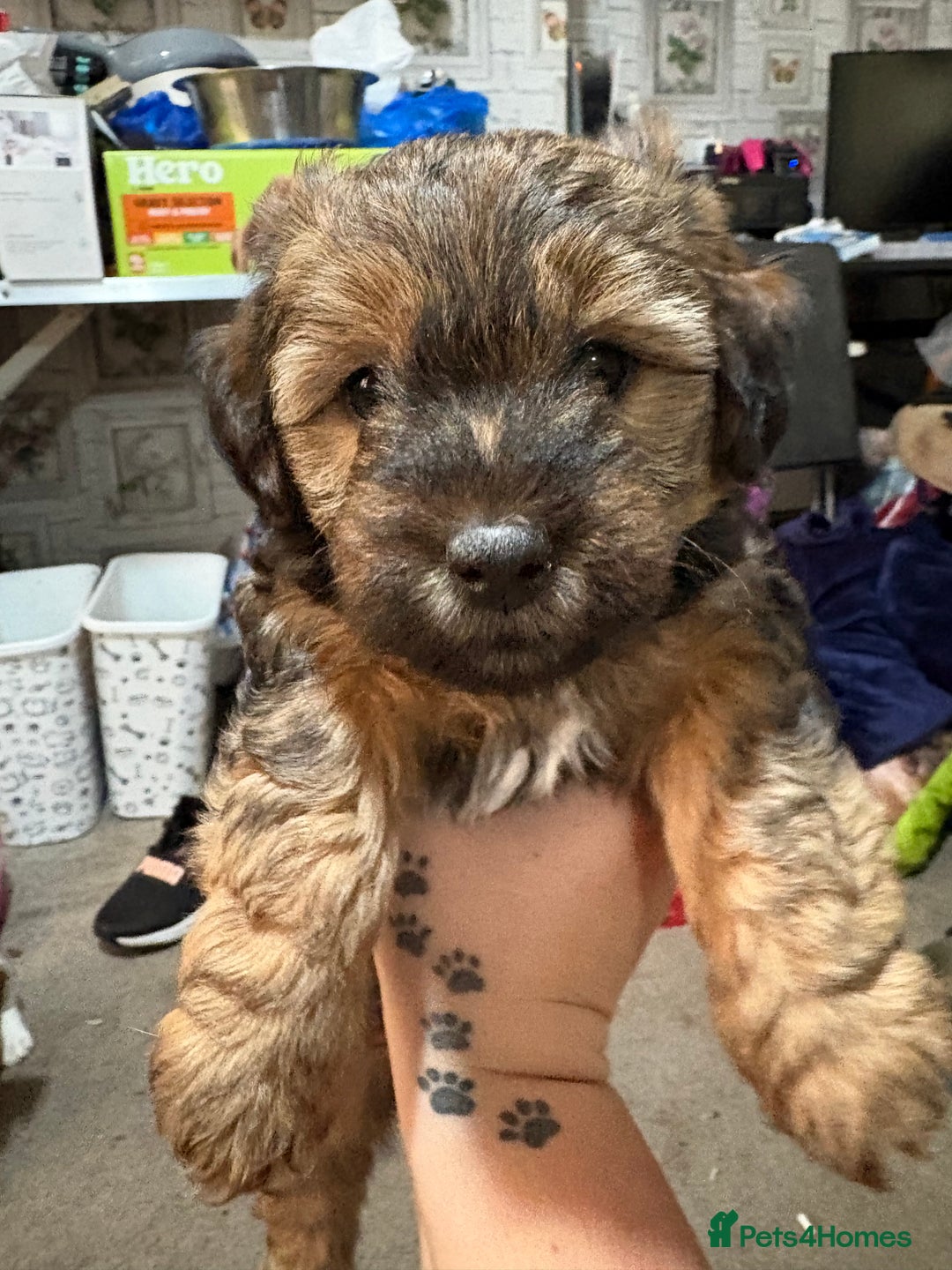 Jack Russell dogs for sale: Jack Russell puppies  - Advert 2