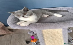 British Shorthair cats for sale: Last beautiful British Shorthair kitten READY NOW - Image 3
