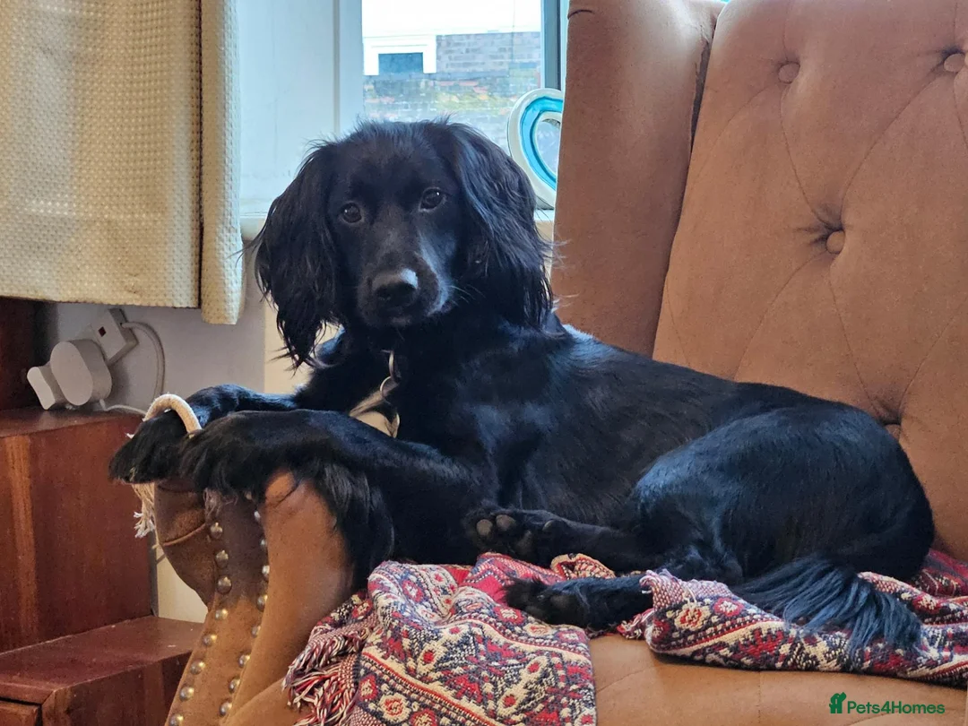 Cockapoo dogs for sale: 2 year old cockapoo needs new home - Advert 1