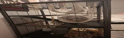 Rat rodents for sale: (with cage) 2 FEMALE RATS in Bolton - Advert 10