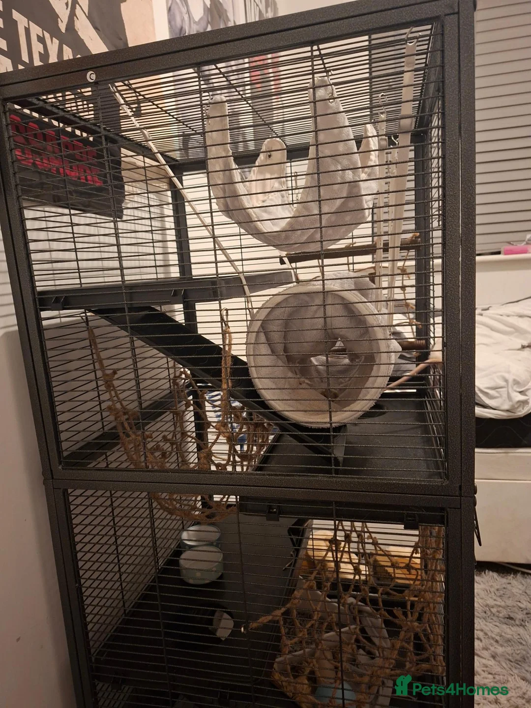 Rat rodents for sale: (with cage) 2 FEMALE RATS in Bolton - Advert 10