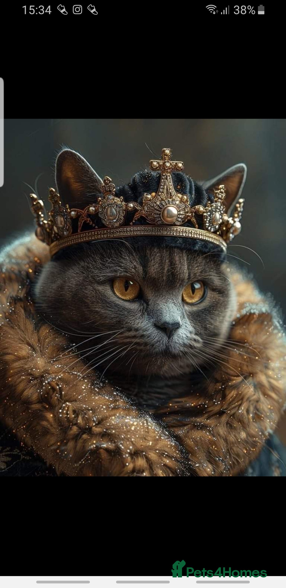 British Shorthair cats for stud: Fantastic King British blue shorthair cat MAX - Image 5
