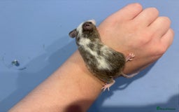 Mouse rodents for sale: Fancy Male Mouse  - Image 4