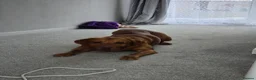 Labrador Retriever dogs for stud: Bruce in Northallerton - Advert 3