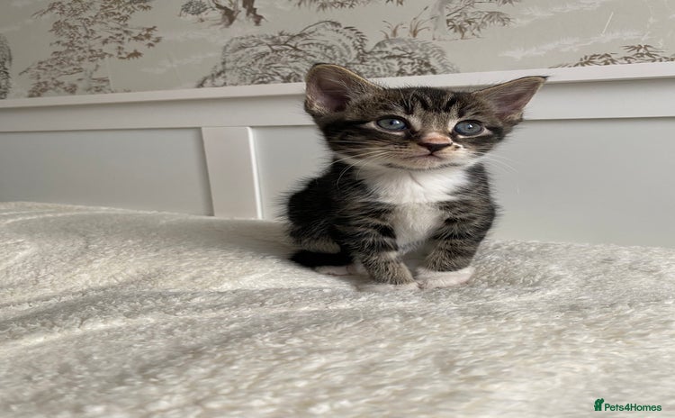 Domestic Shorthair cats - Advert 15