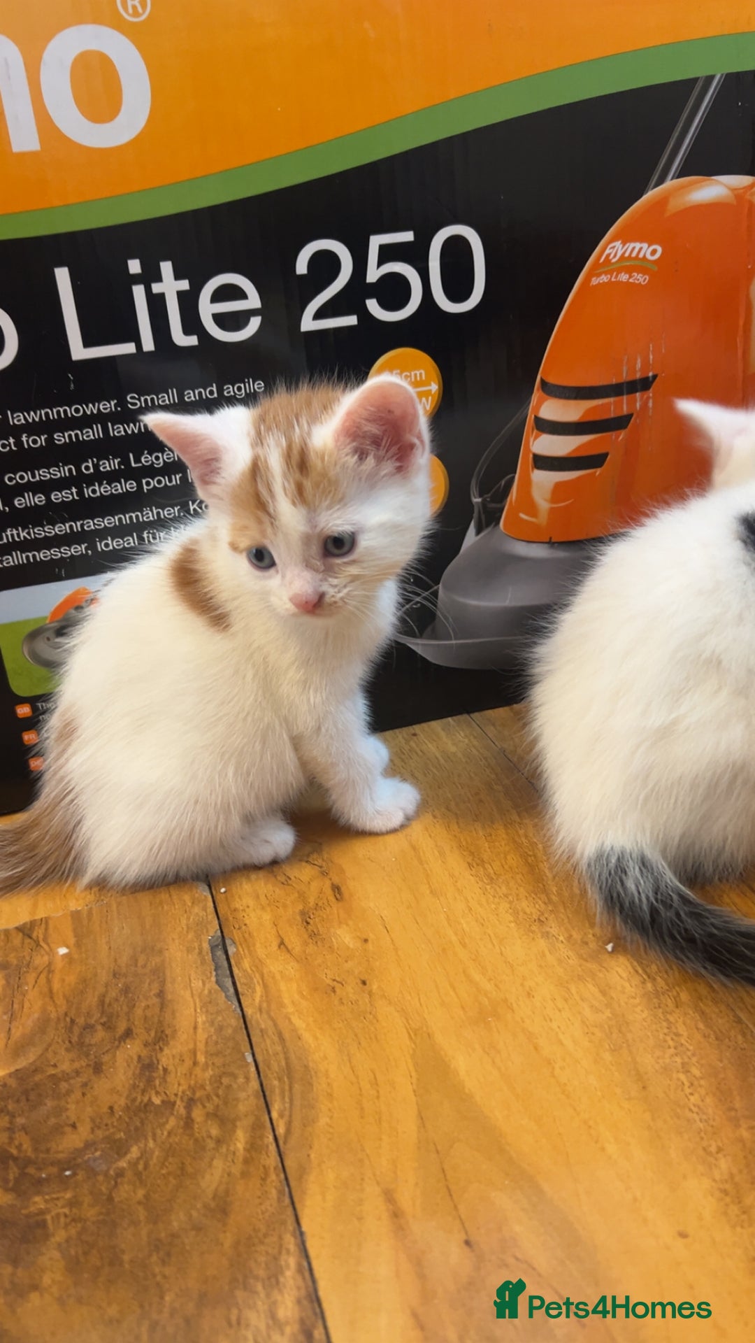 Mixed Breed cats for sale: Beautiful kittens looking for new homes!! - Image 3