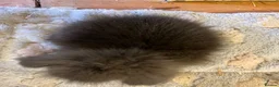 Mini Lion Lop rabbits for sale: Pure mini lion lops from show stock  - Advert 15