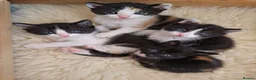 Mixed Breed cats for sale: Beautiful ginger tree colour kittens for good home - Advert 3