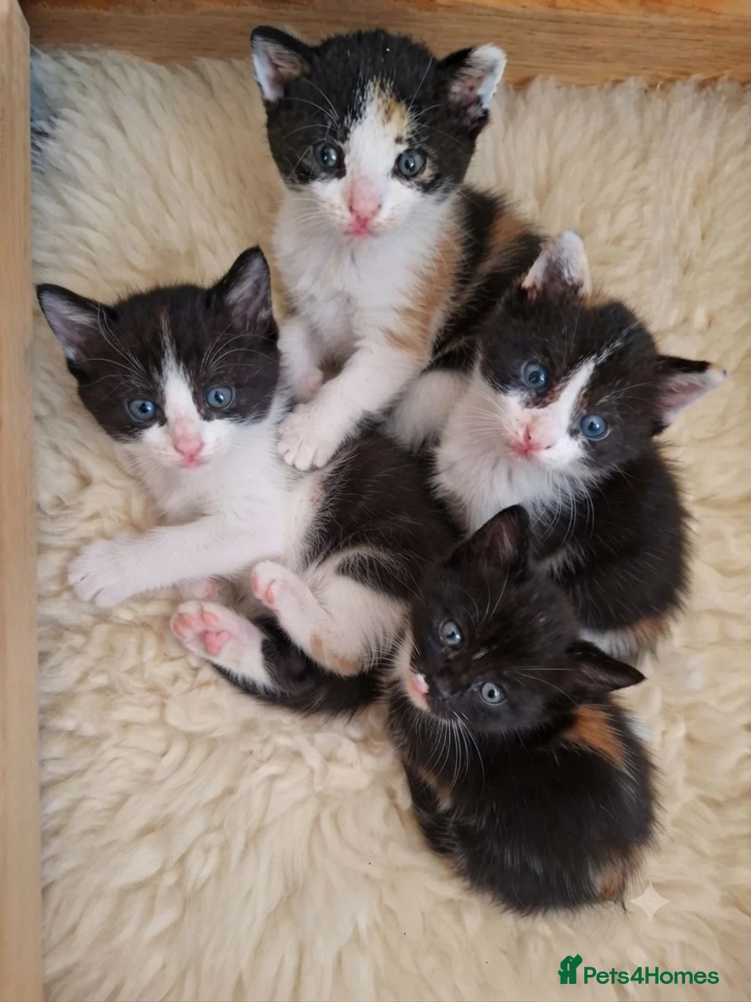 Mixed Breed cats for sale: Beautiful ginger tree colour kittens for good home - Advert 3