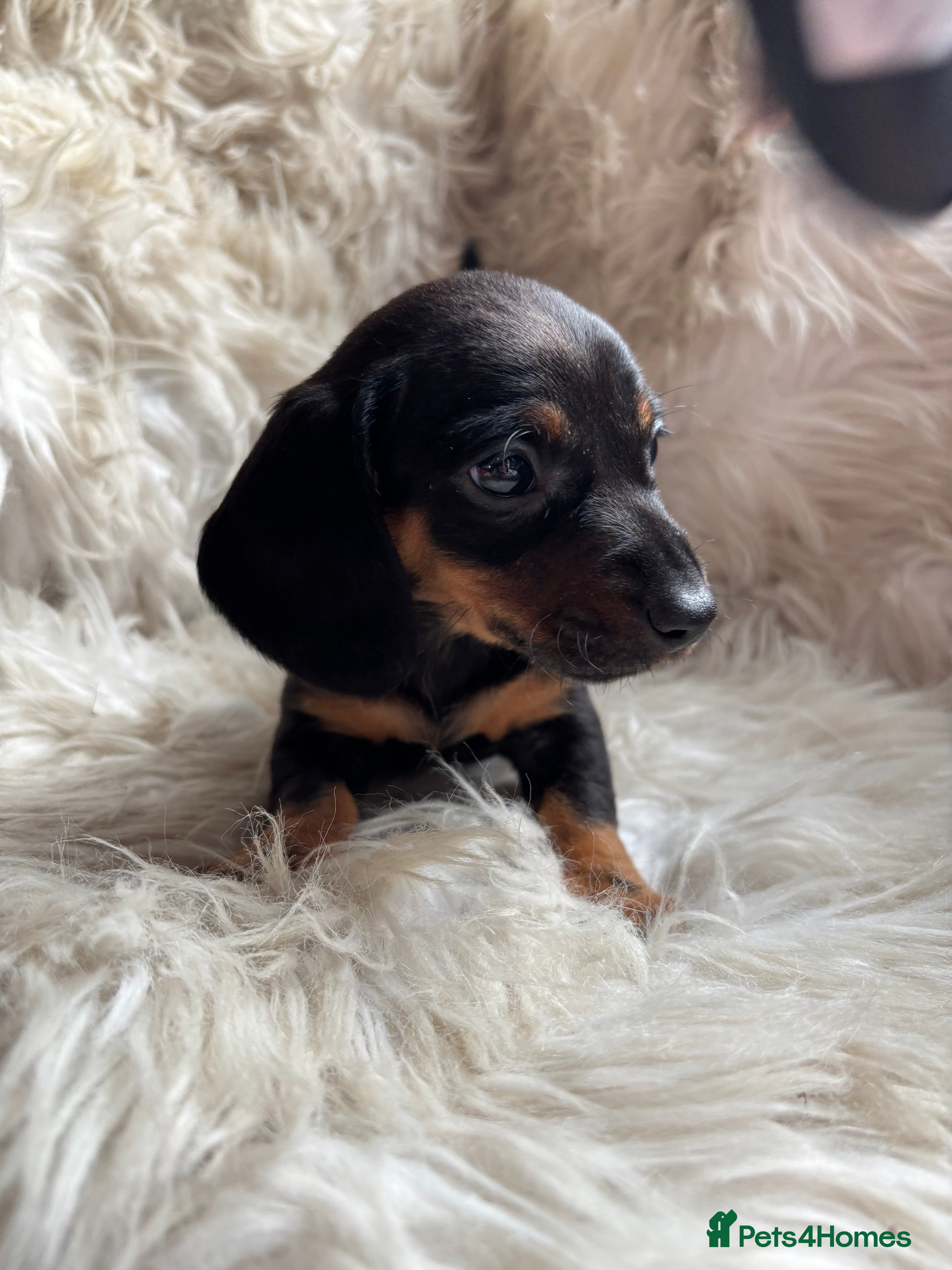 Miniature Dachshund dogs 2x boys left miniature dachshunds 🤍 - Advert 9
