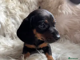 Miniature Dachshund dogs 2x boys left miniature dachshunds 🤍 - Advert 9