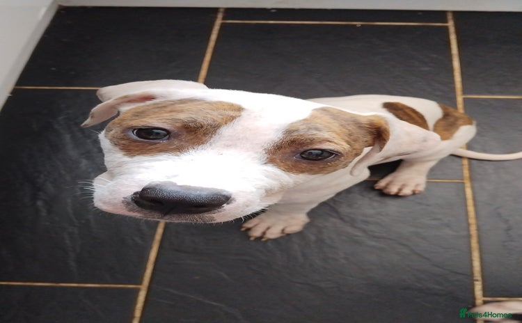 Staffordshire Bull Terrier dogs in Morecambe - Advert 1